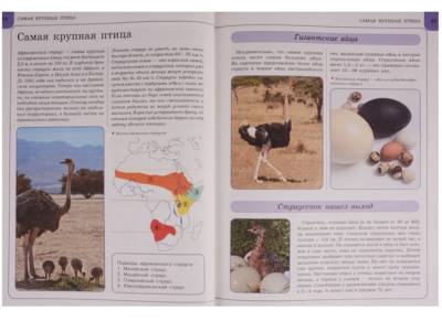 Птицы с доставкой по Минску от 70 рублей бесплатно!